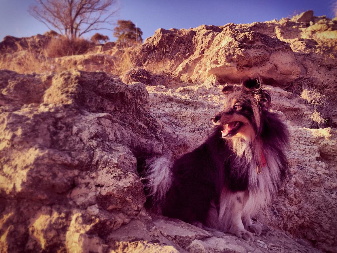 Shetland sheepdog Jessie billede 39