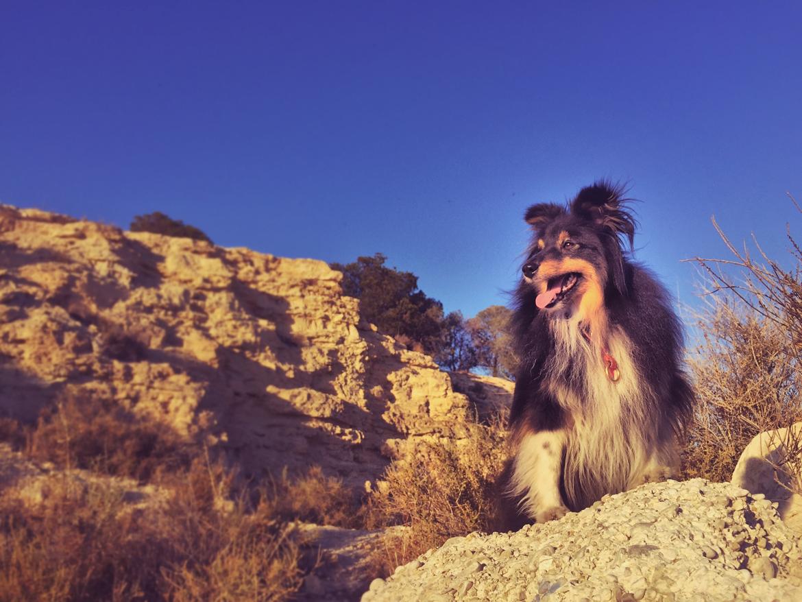 Shetland sheepdog Jessie billede 40