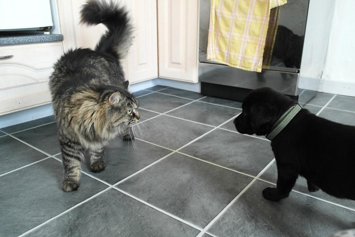 Blanding af racer Jack billede 7