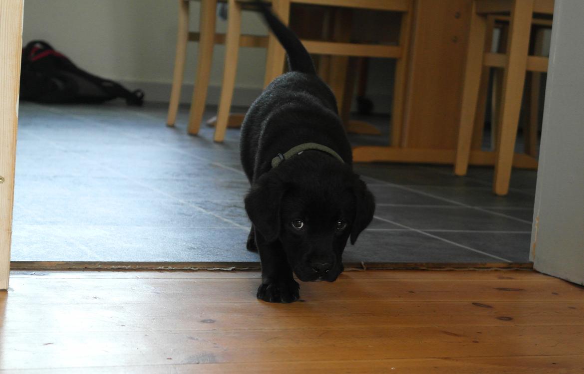 Blanding af racer Jack billede 6