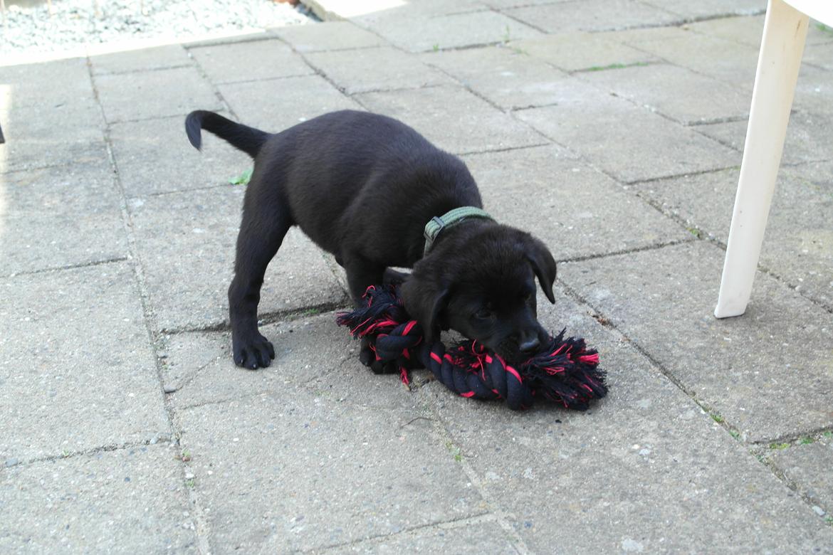 Blanding af racer Jack billede 9