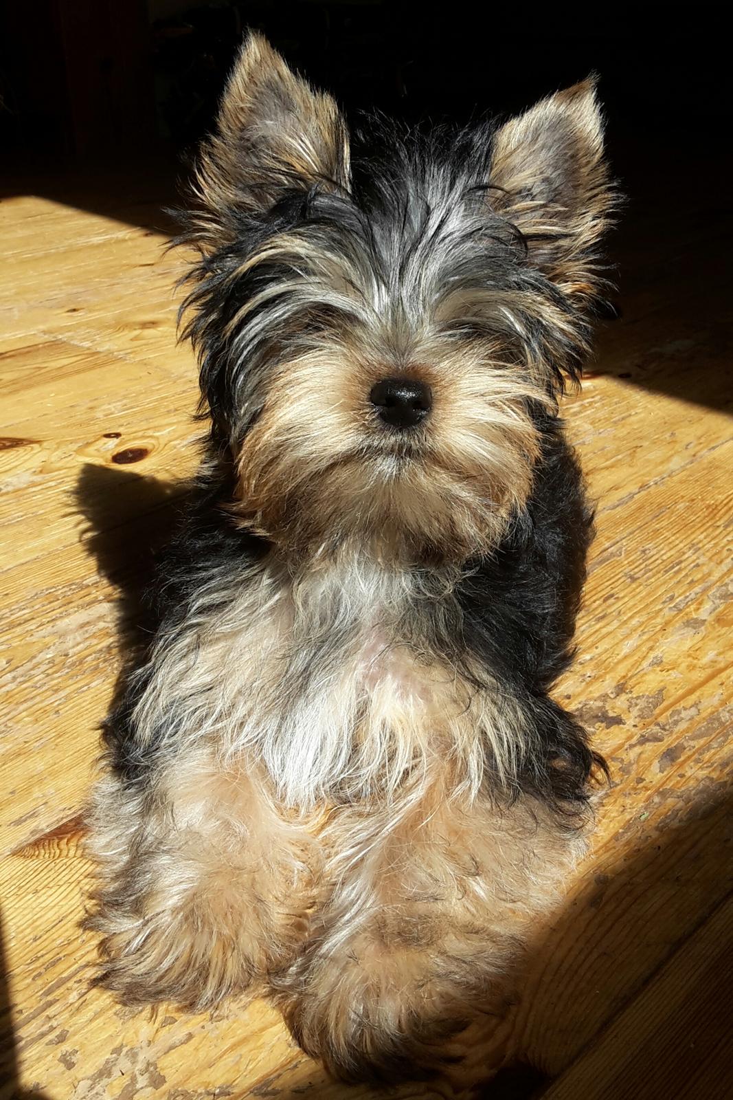 Yorkshire terrier Cujo billede 30