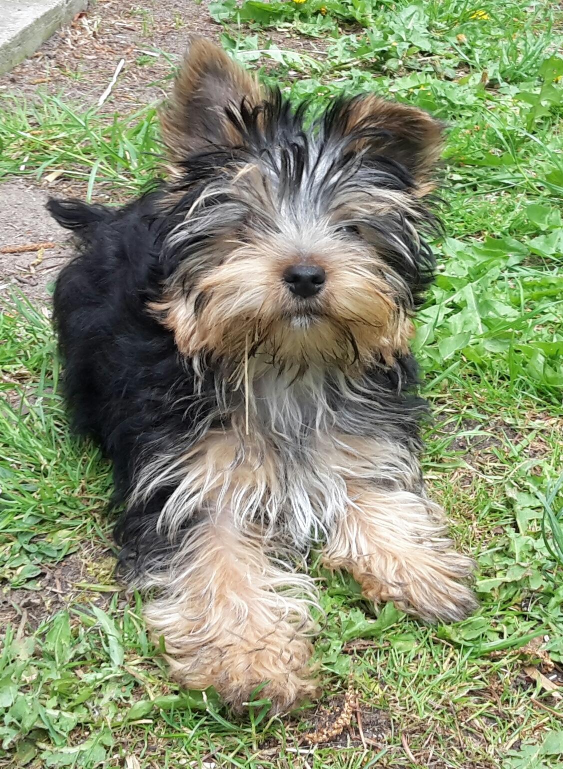 Yorkshire terrier Cujo billede 35