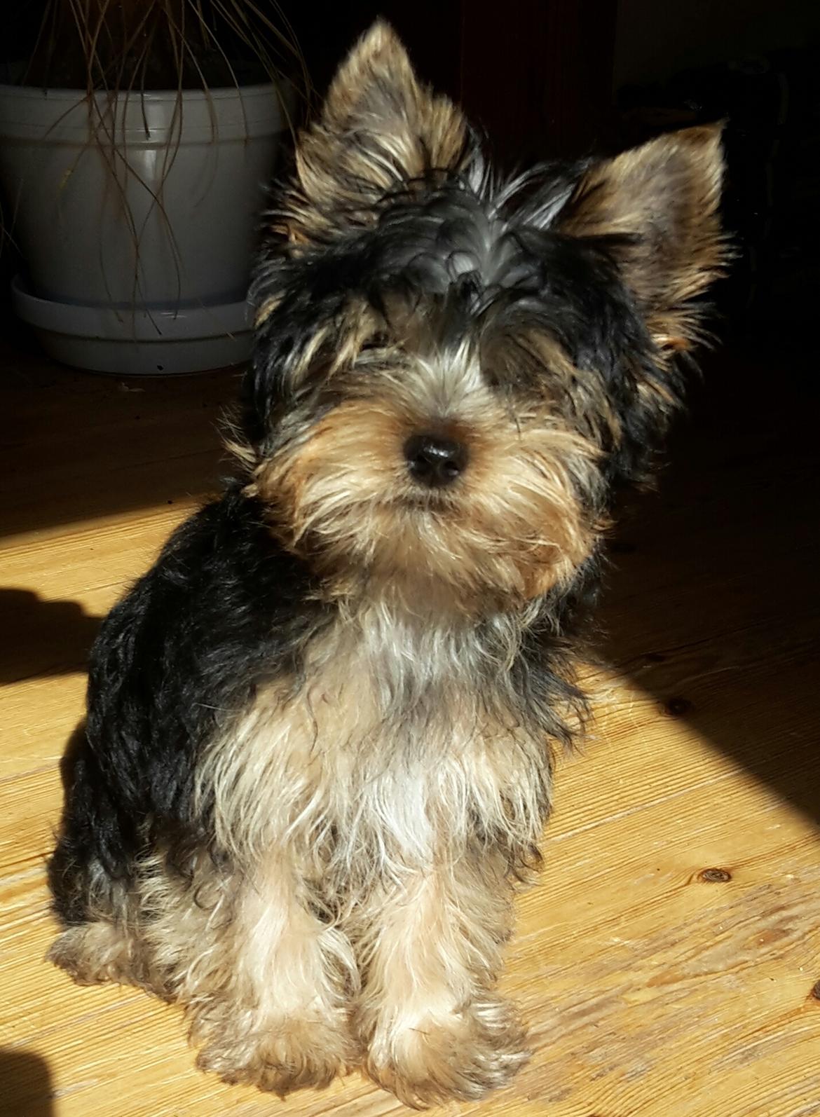 Yorkshire terrier Cujo billede 36