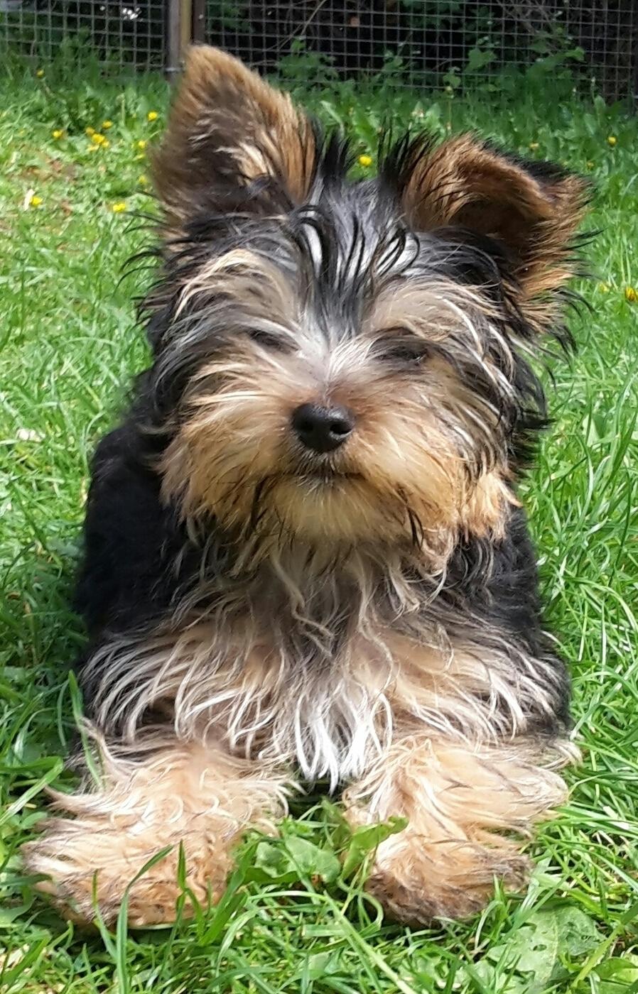 Yorkshire terrier Cujo billede 37