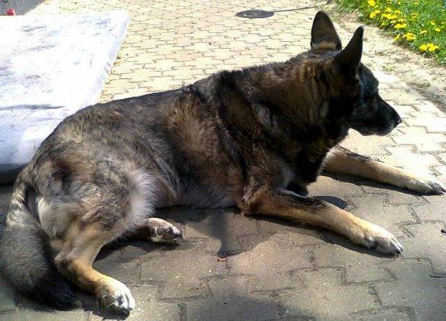 Schæferhund Ulveskovens Ofelia. (Laika). billede 27