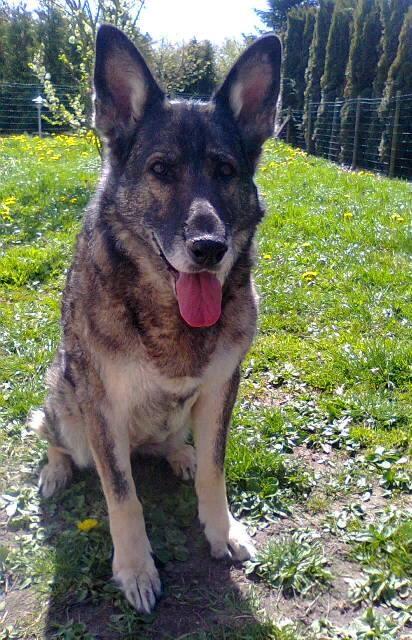 Schæferhund Ulveskovens Ofelia. (Laika). billede 33