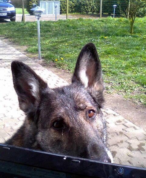 Schæferhund Ulveskovens Ofelia. (Laika). billede 31