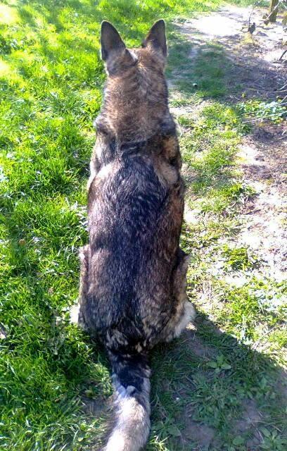 Schæferhund Ulveskovens Ofelia. (Laika). billede 32