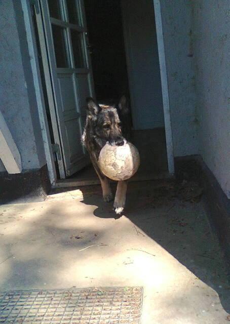 Schæferhund Ulveskovens Ofelia. (Laika). billede 24