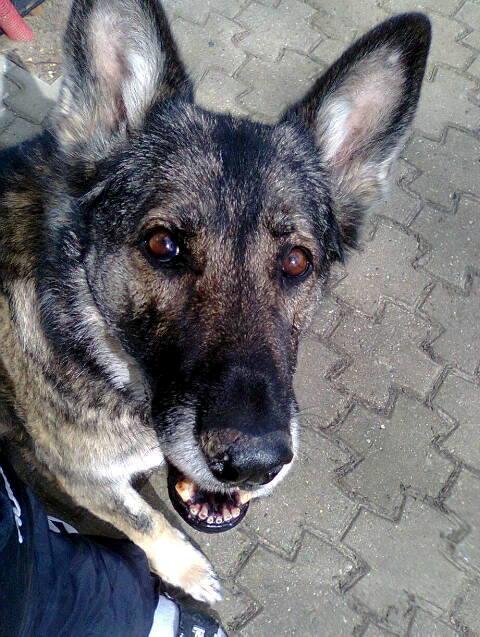 Schæferhund Ulveskovens Ofelia. (Laika). billede 35