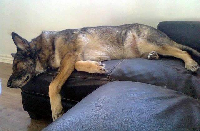 Schæferhund Ulveskovens Ofelia. (Laika). billede 34