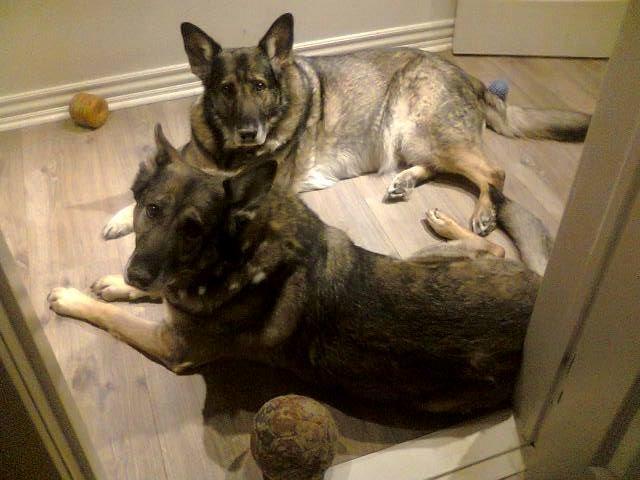 Schæferhund Ulveskovens Ofelia. (Laika). billede 36