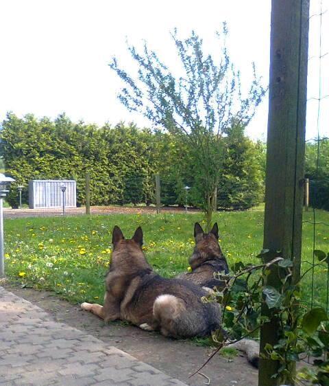 Schæferhund Sportshund Cheska. (Zenta). billede 4