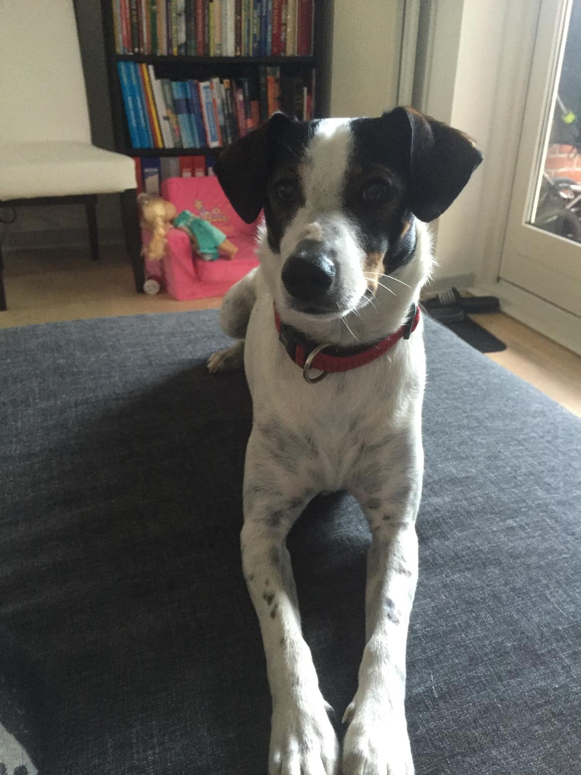 Dansk svensk gaardhund Fanny billede 1