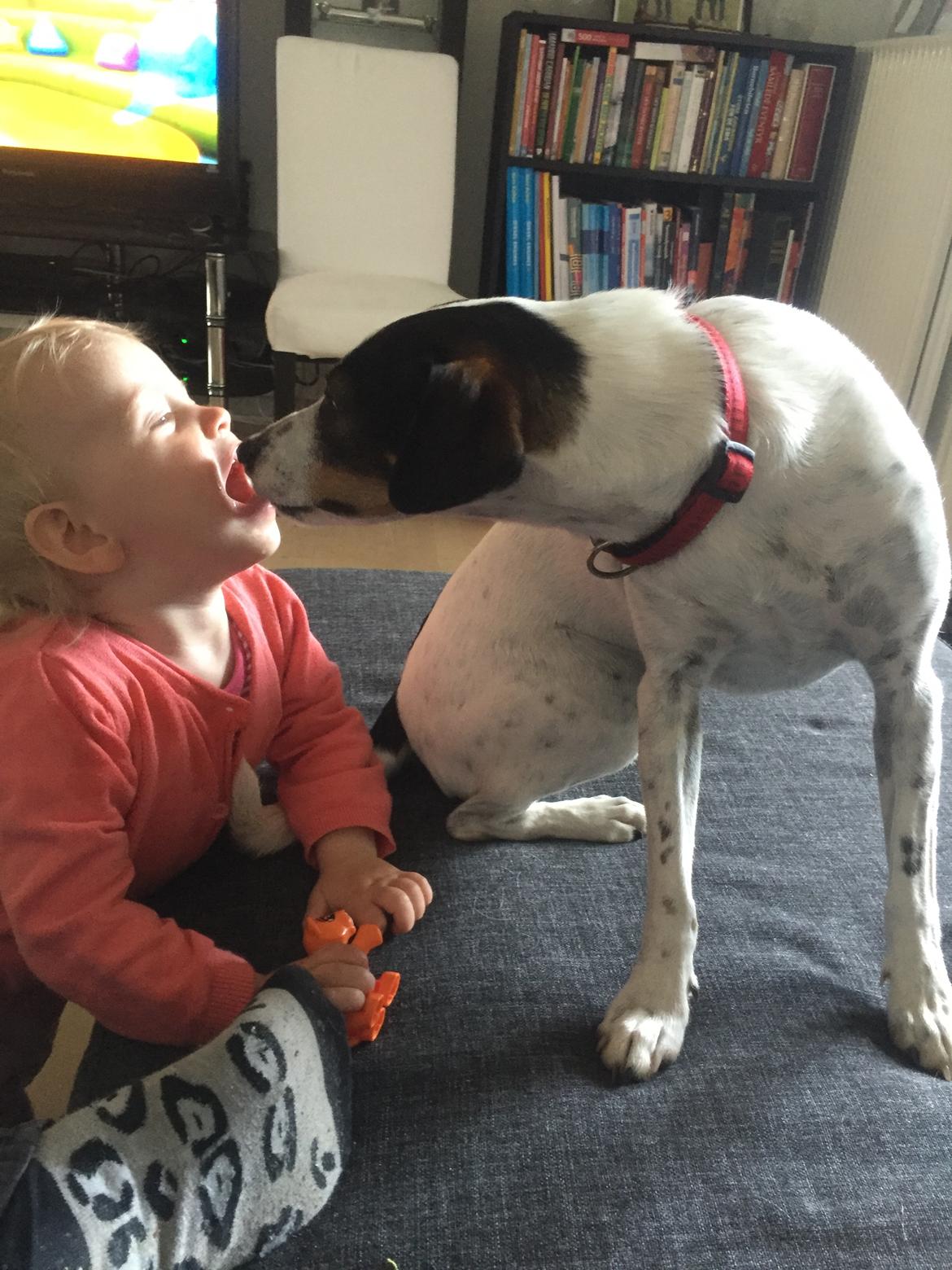 Dansk svensk gaardhund Fanny billede 2