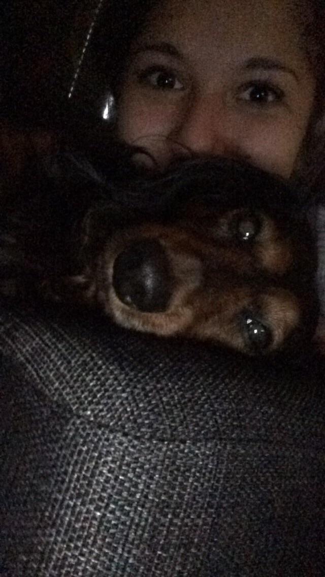 Dværggravhund Sofus billede 10