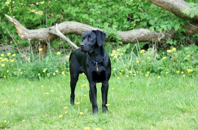 Labrador retriever Basse billede 1