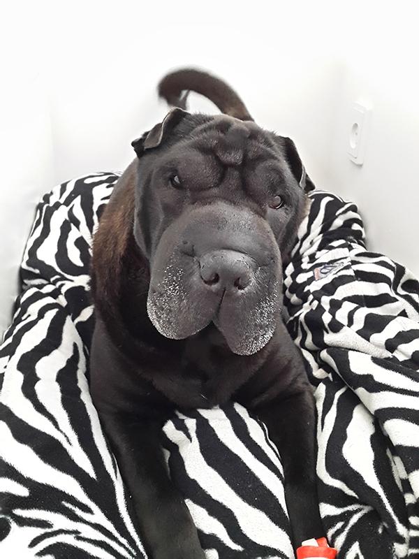 Shar pei Chili - 22. Maj 2016 billede 13