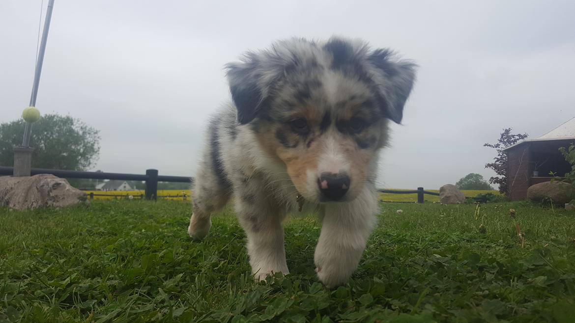 Australian shepherd Nougat billede 22