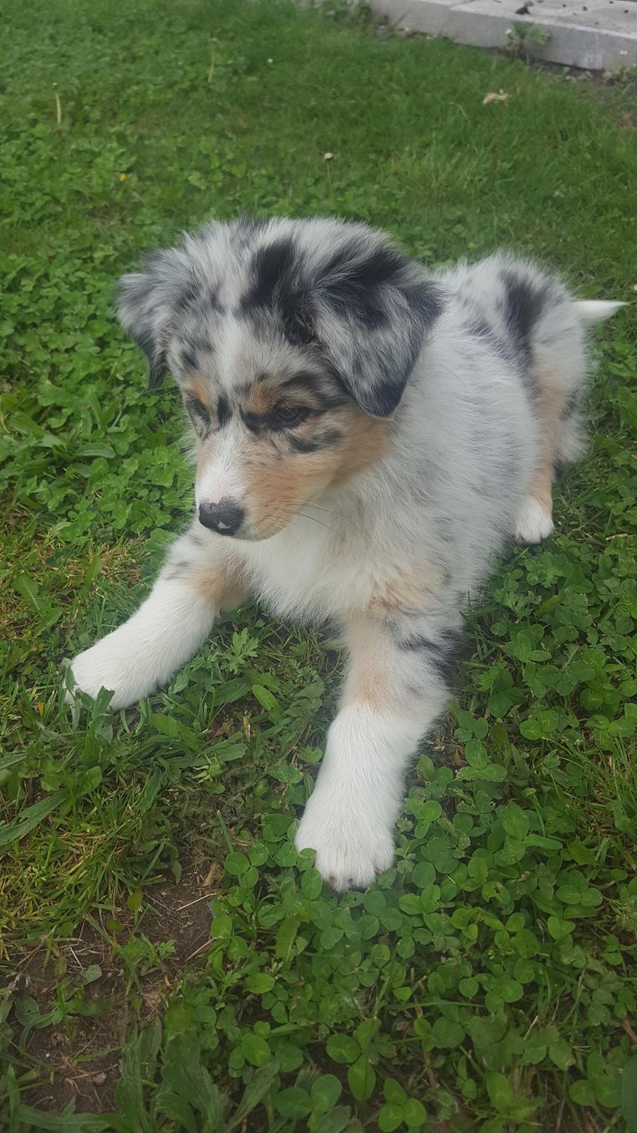 Australian shepherd Nougat billede 24