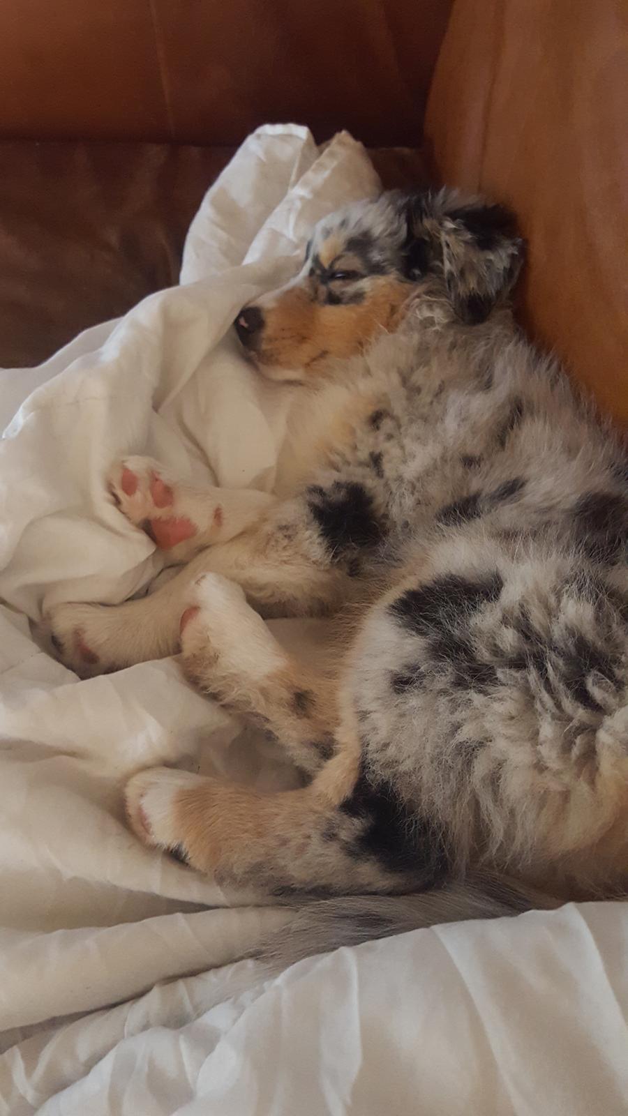 Australian shepherd Nougat billede 25