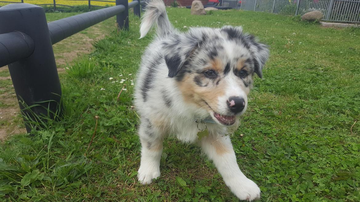 Australian shepherd Nougat billede 26