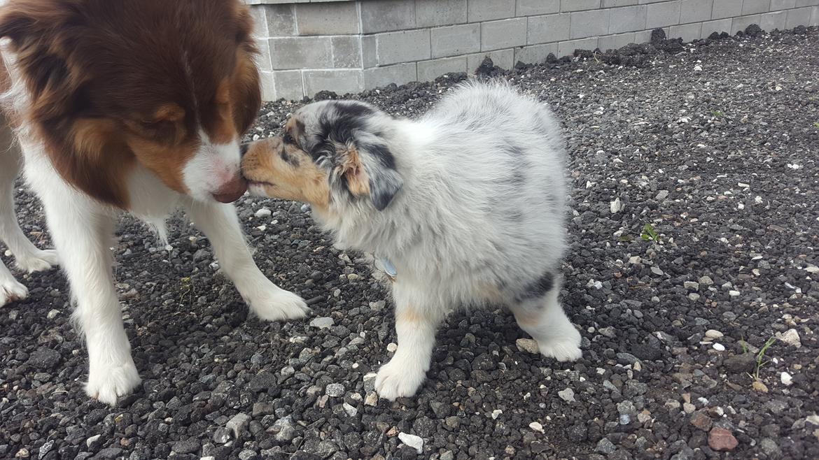 Australian shepherd Nougat billede 27