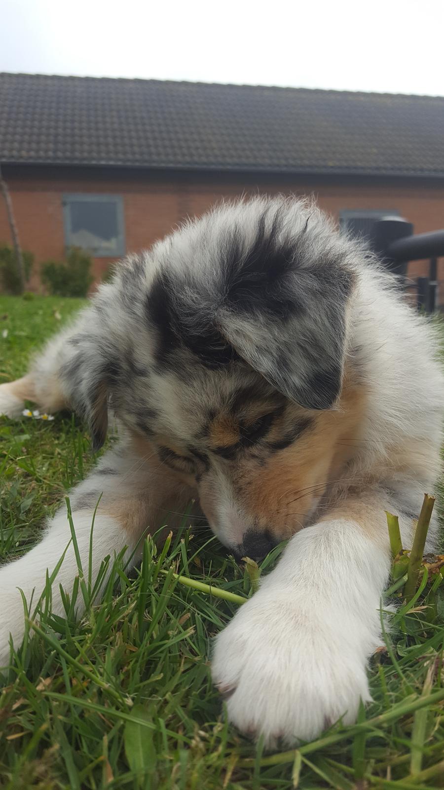 Australian shepherd Nougat billede 28