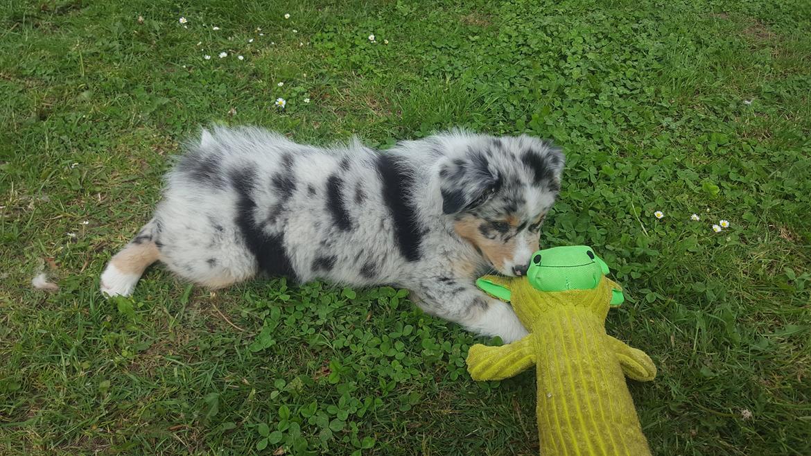 Australian shepherd Nougat billede 32