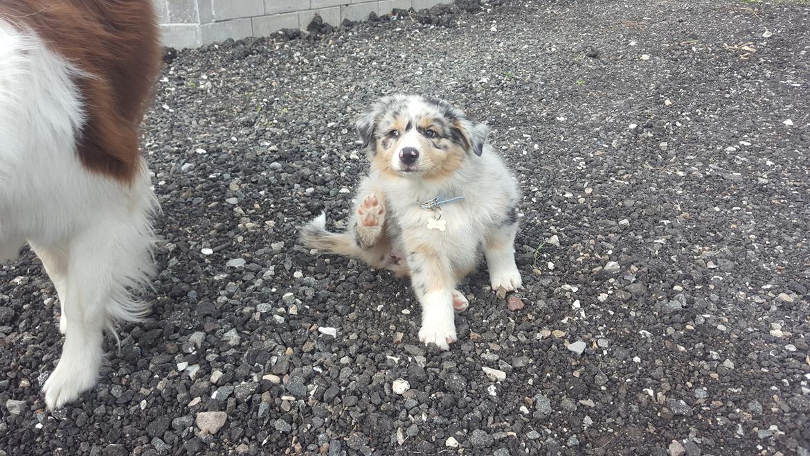 Australian shepherd Nougat billede 37