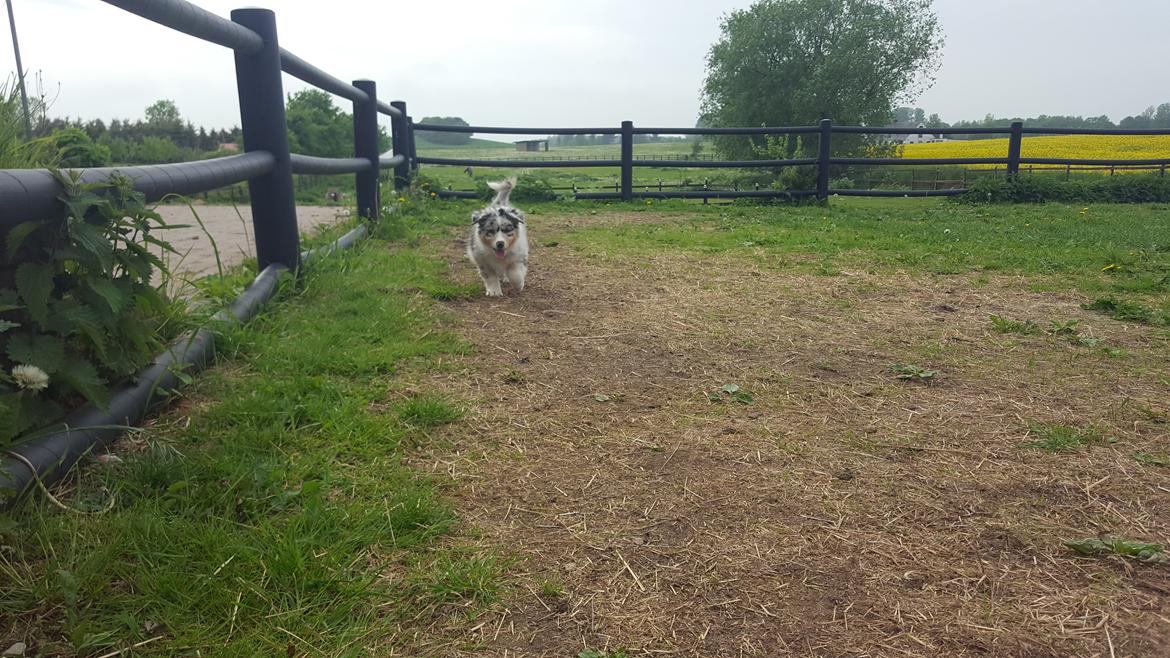 Australian shepherd Nougat billede 39