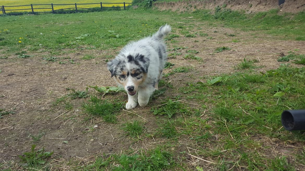 Australian shepherd Nougat billede 38