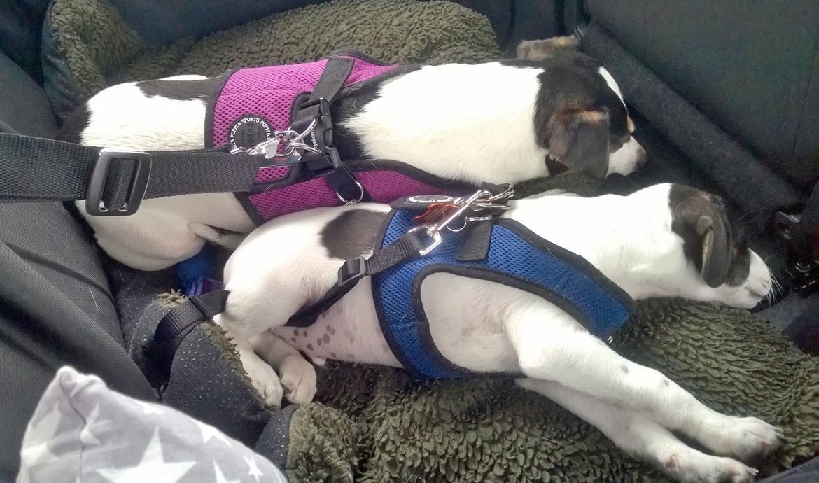 Blanding af racer Marley billede 40