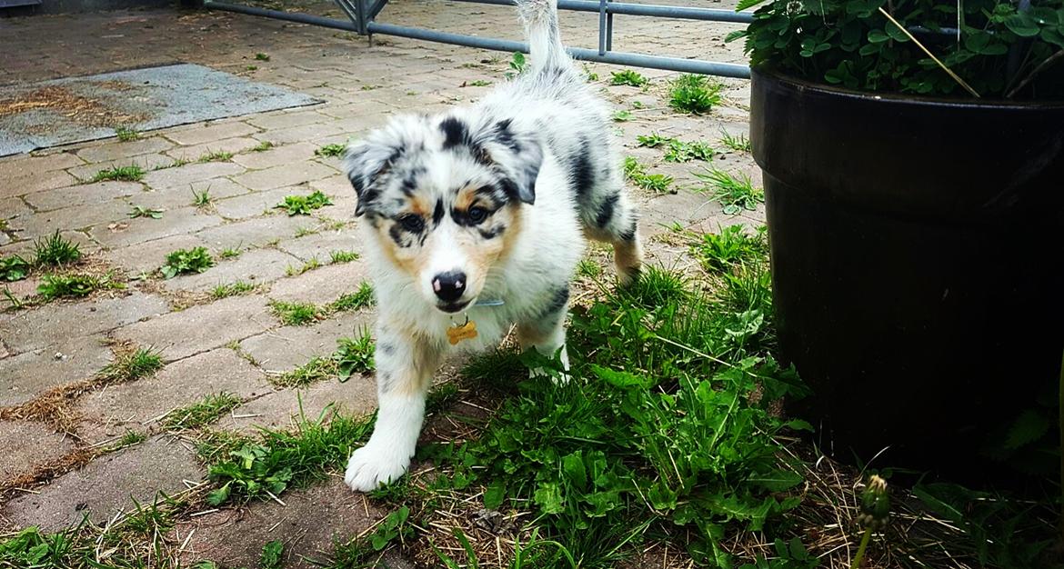 Australian shepherd Nougat billede 20