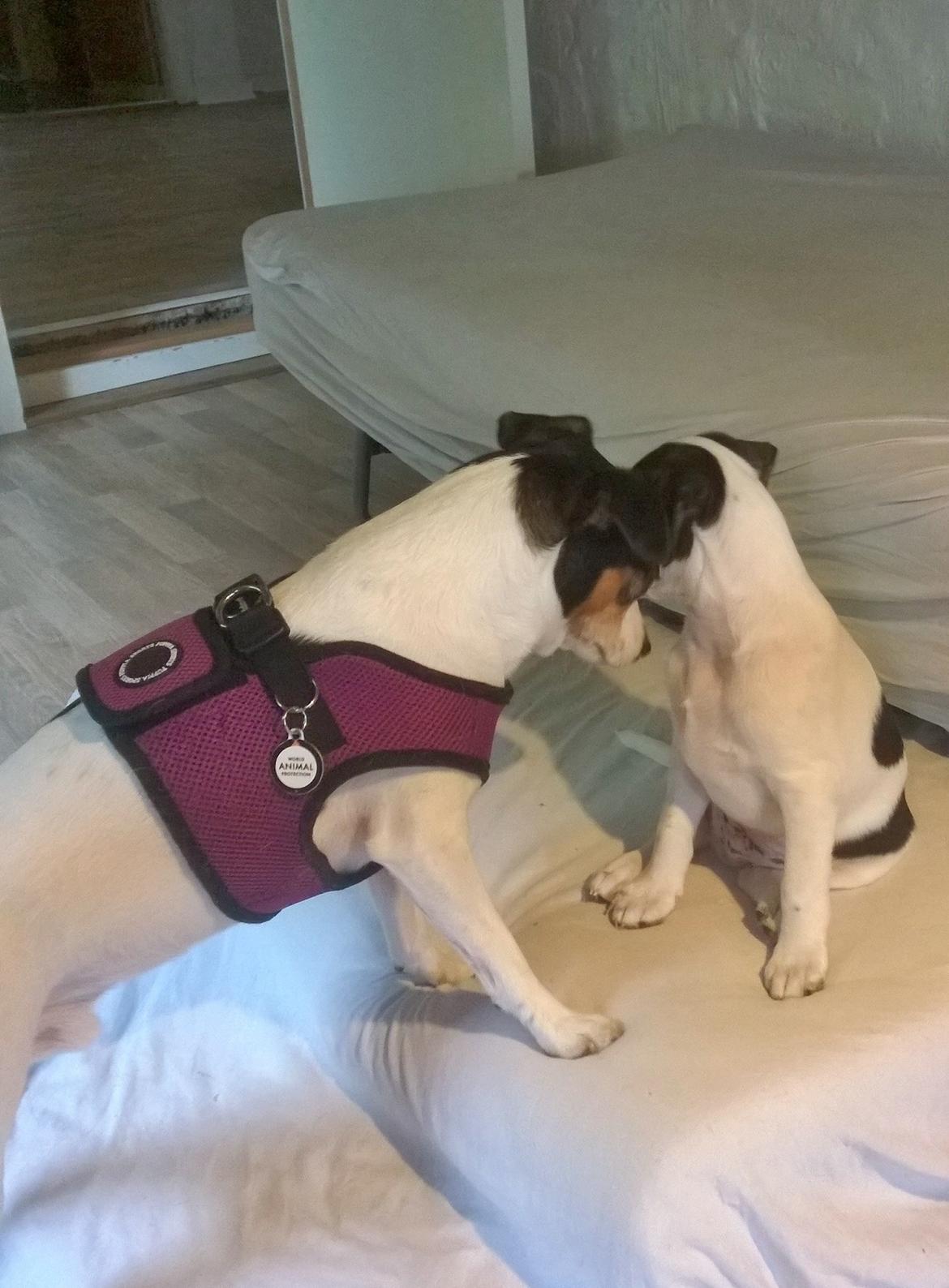 Blanding af racer Marley billede 41