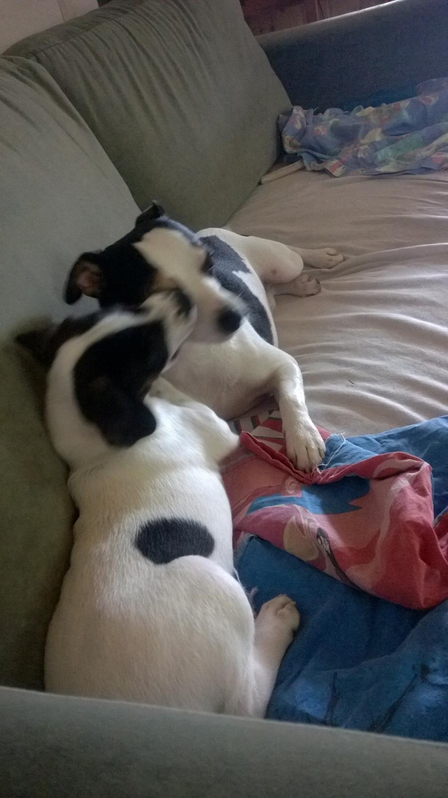 Blanding af racer Marley billede 43