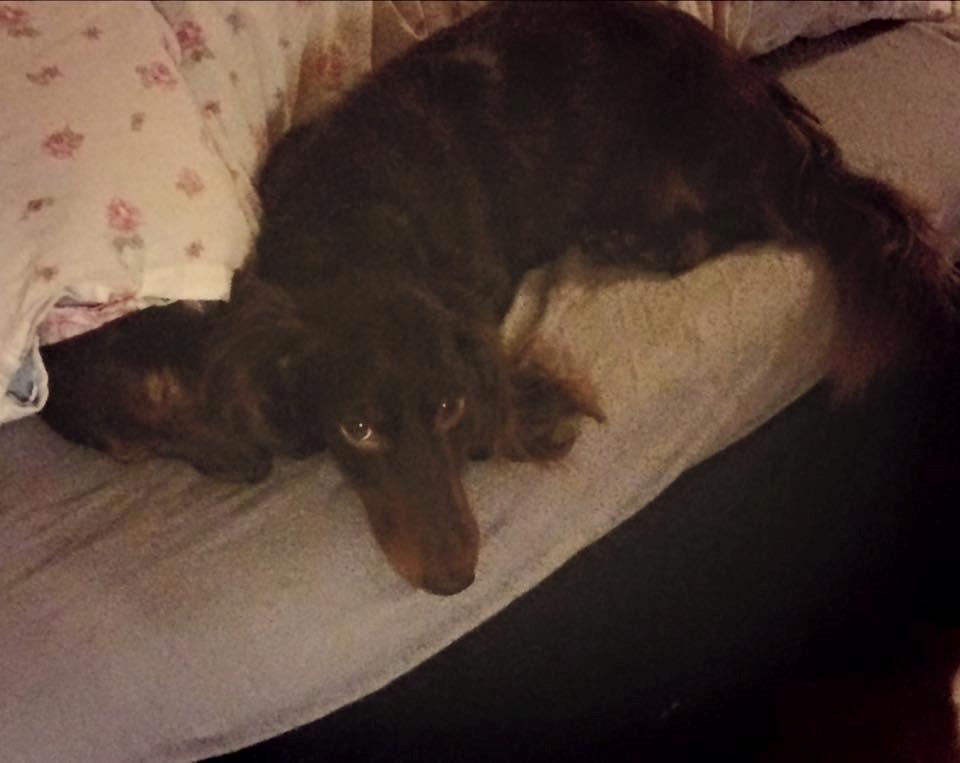 Gravhund Happy Dachshunds Esprit  billede 9