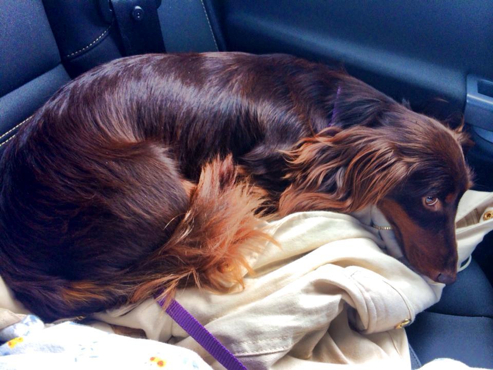 Gravhund Happy Dachshunds Esprit  billede 8