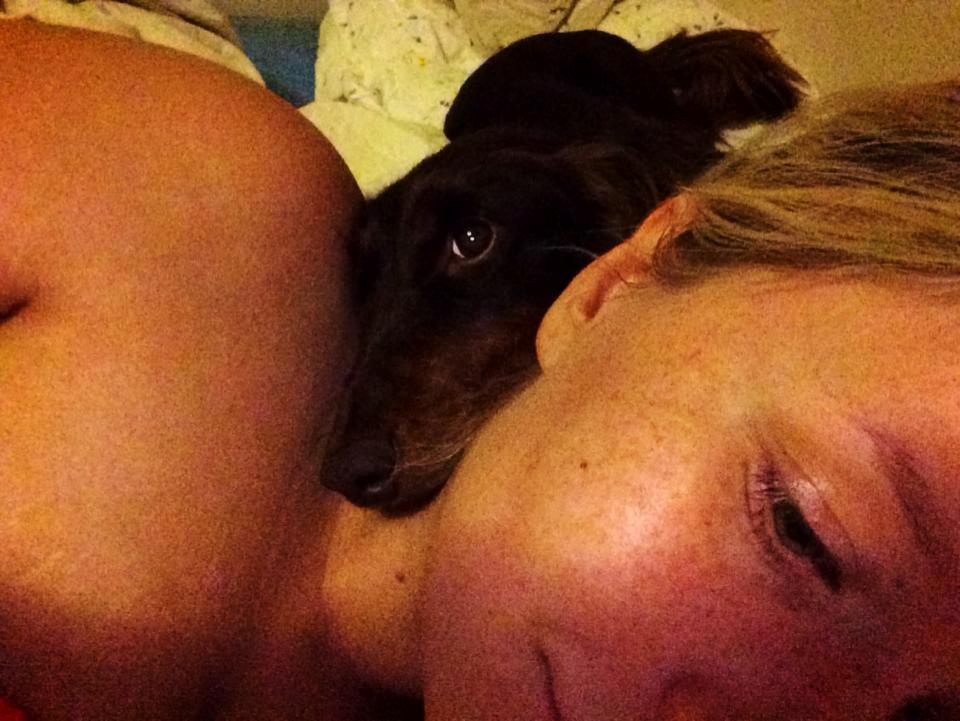 Gravhund Happy Dachshunds Esprit  billede 13