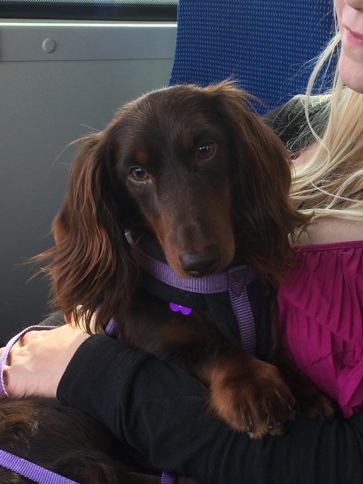 Gravhund Happy Dachshunds Esprit  billede 4