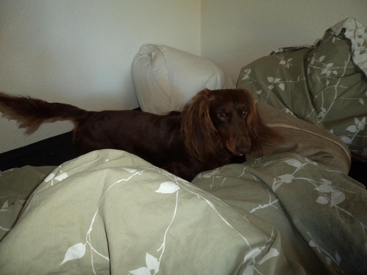 Gravhund Happy Dachshunds Esprit  billede 15