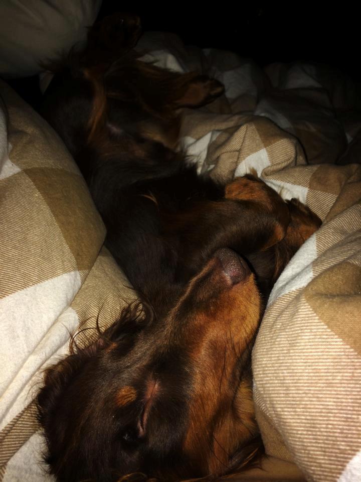 Gravhund Happy Dachshunds Esprit  billede 12