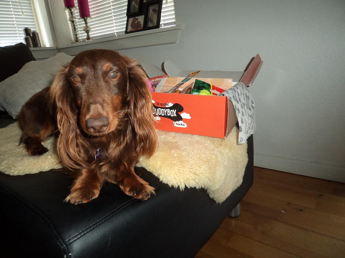 Gravhund Happy Dachshunds Esprit  billede 16