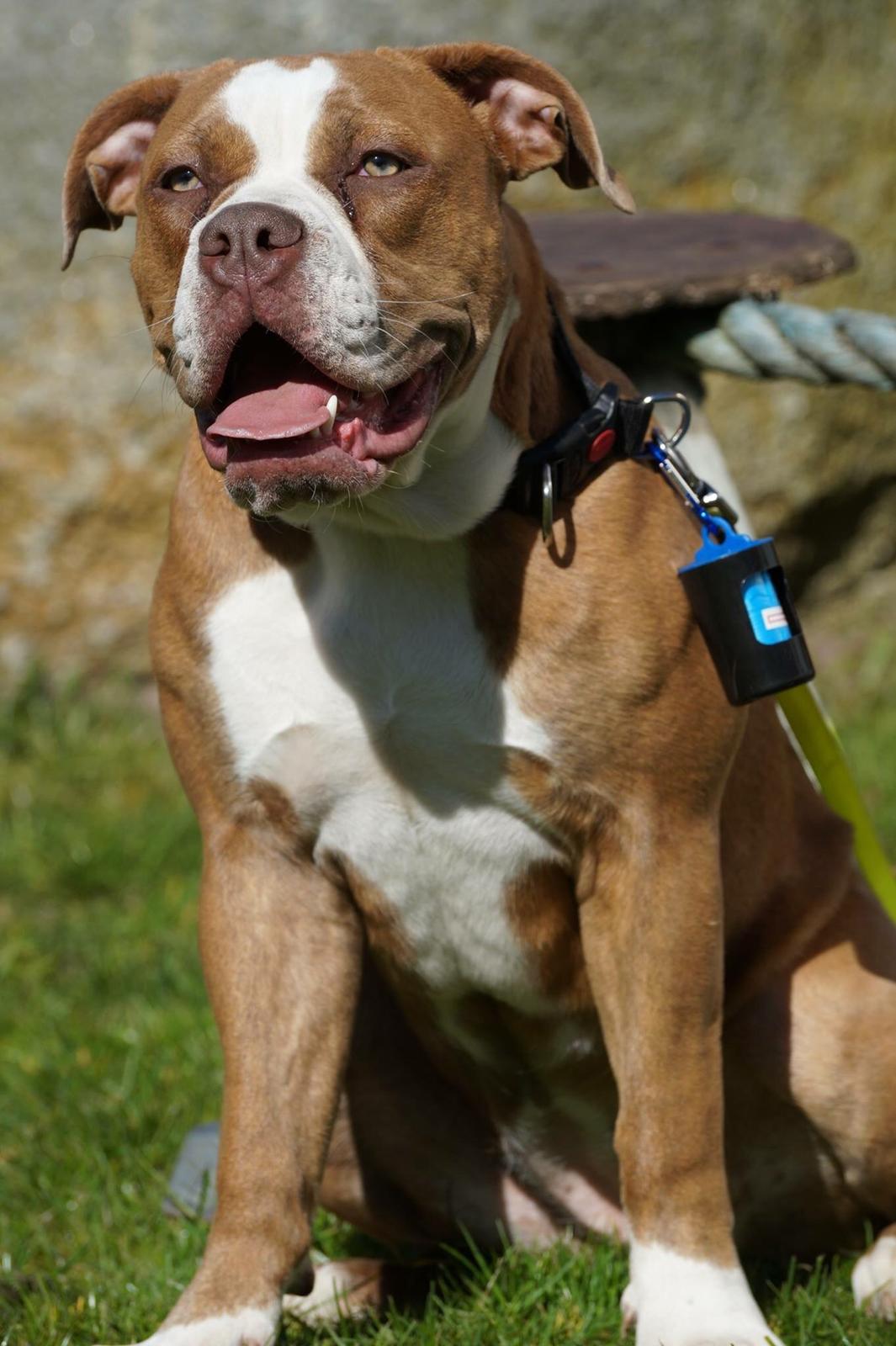 Olde english bulldogge Bullplanet's Mica Malou billede 13