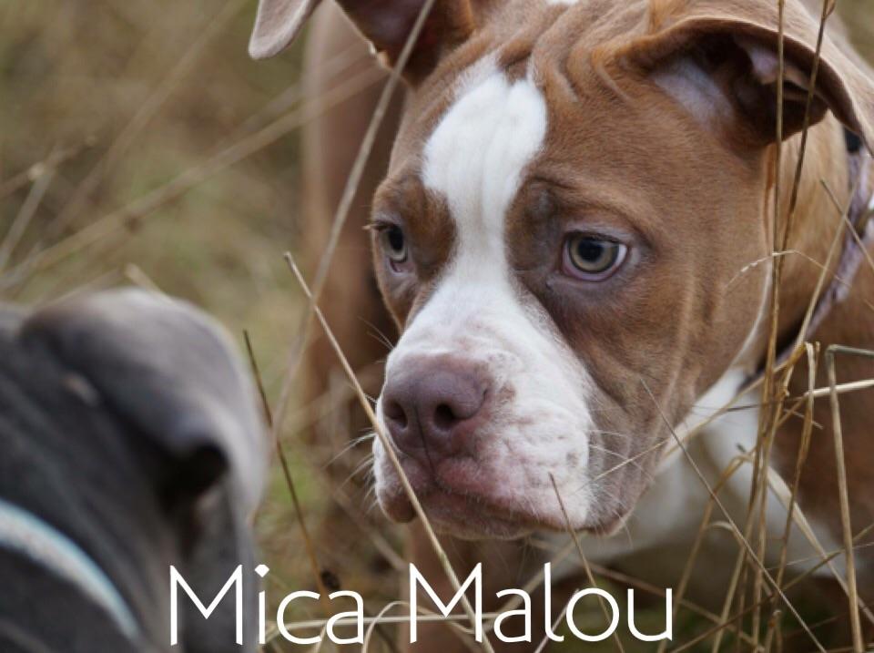 Olde english bulldogge Bullplanet's Mica Malou billede 11