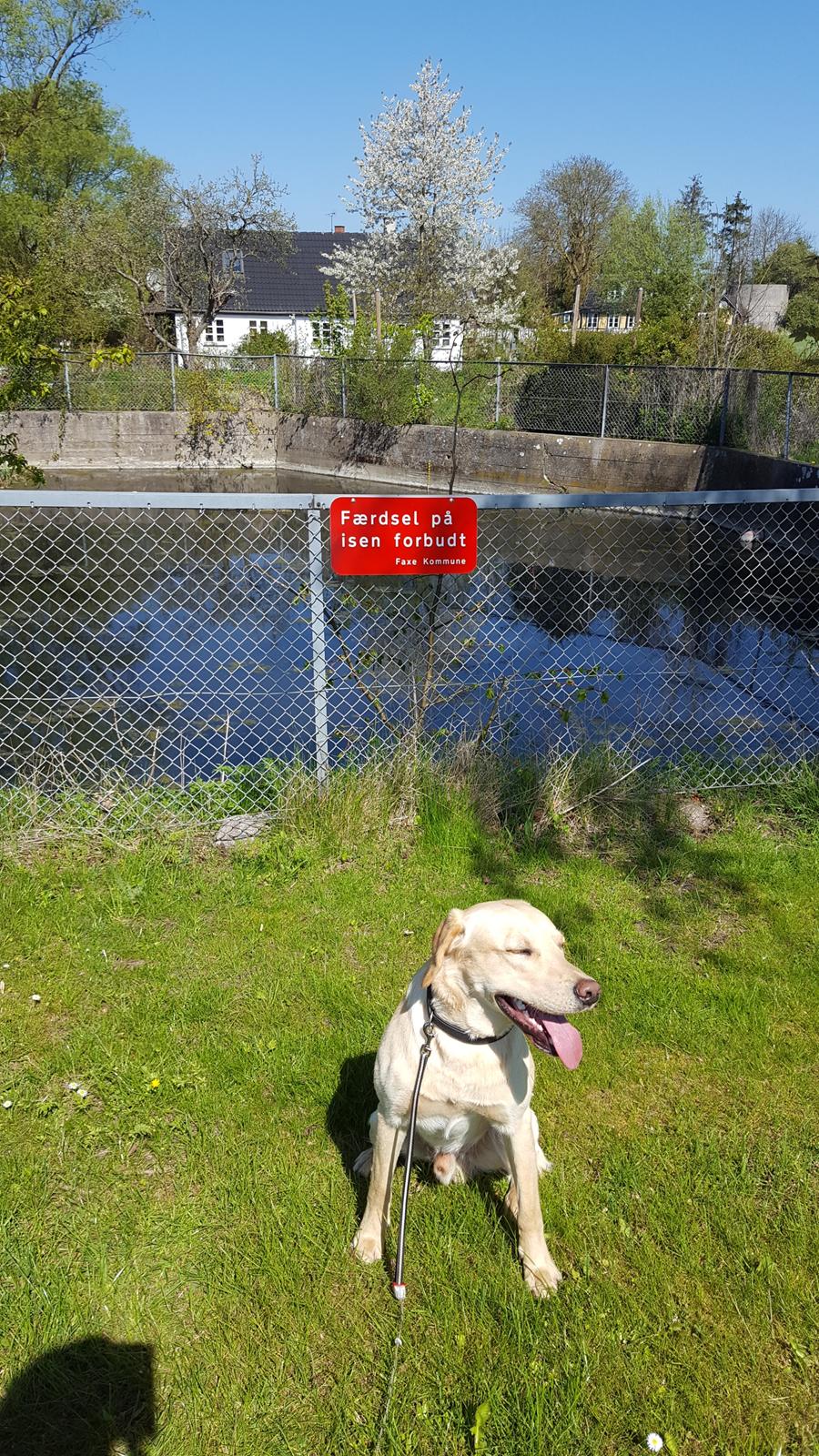 Labrador retriever Hillsbrook Laban billede 21