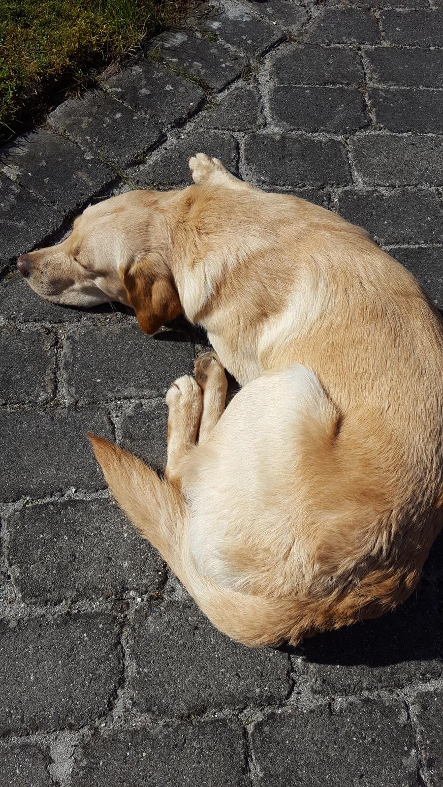 Labrador retriever Hillsbrook Laban billede 22