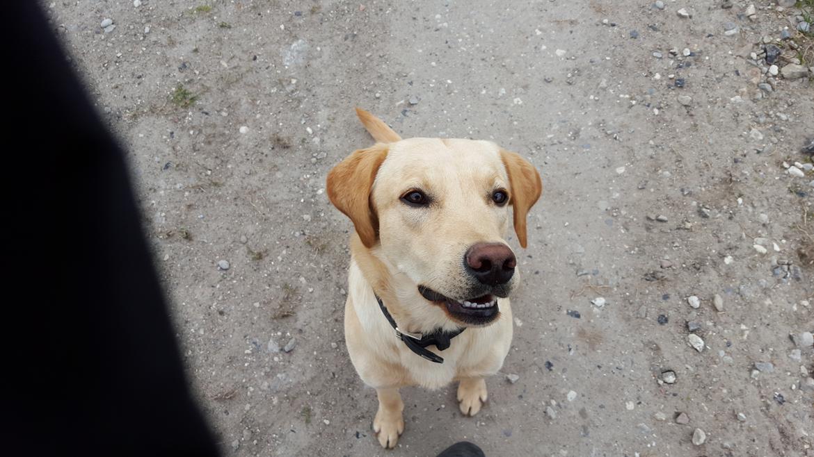 Labrador retriever Hillsbrook Laban billede 23