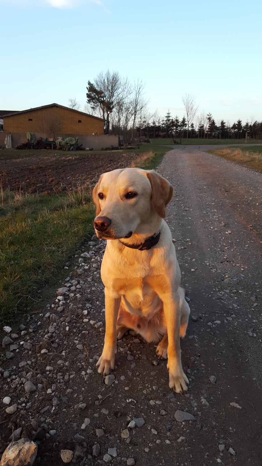 Labrador retriever Hillsbrook Laban billede 29